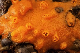 Orange encr sponge 1 rm